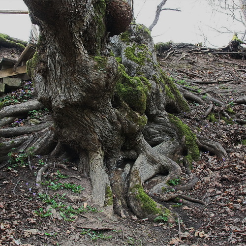 IMG_6886 / Деревья