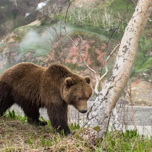 11 / Долина гейзеров 2014