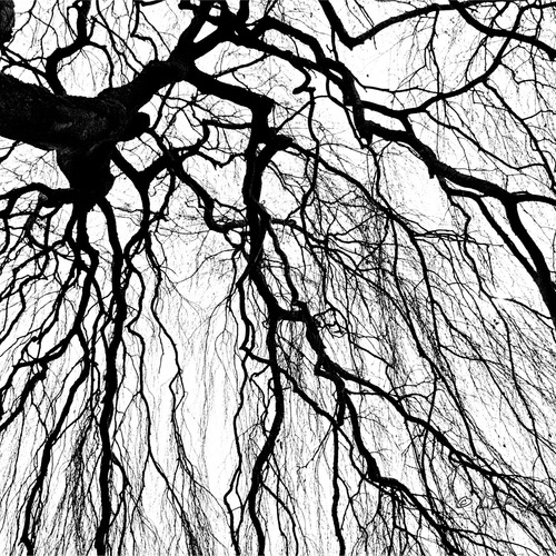 IMG_7823_1 / Деревья