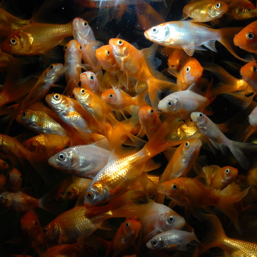 004 Золотые рыбки в моем аквариуме. / Животный мир