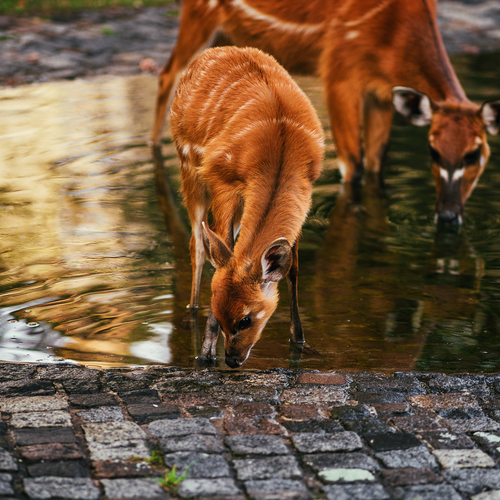 4 Берлинский зоопарк / Я снимаю на Olympus