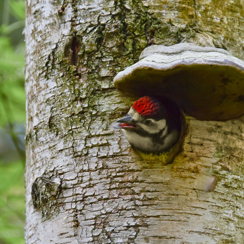 Практичная природа / Фото на конкурс