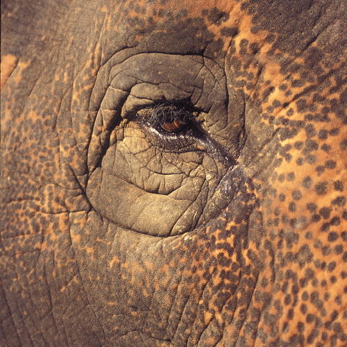 009 Индийский слон. / Животный мир