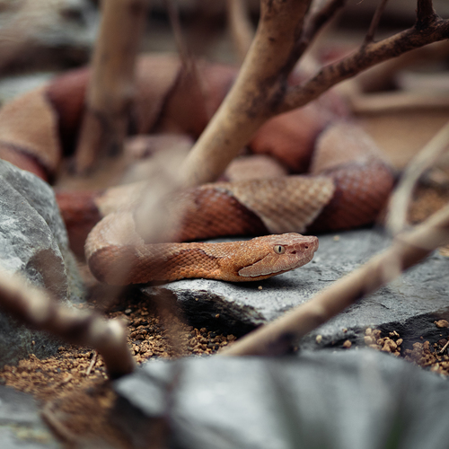 3 Берлинский зоопарк / Я снимаю на Olympus