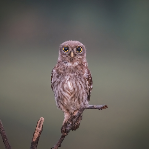 А чё это вы здесь делаете, а? / WILDLIFE