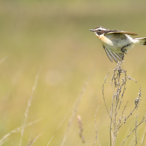 Порыв / Фото на конкурс