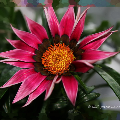 IMG_4393-3 / Открытки