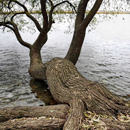 IMG_7940 / Деревья