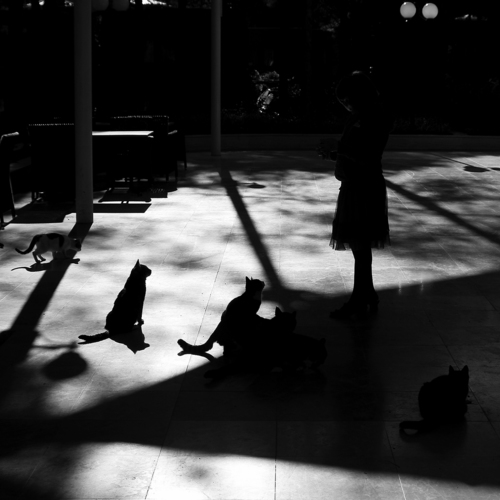 Девочка и кошки / На конкурс Nikon