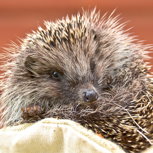 Спасённый гость / Фото на конкурс