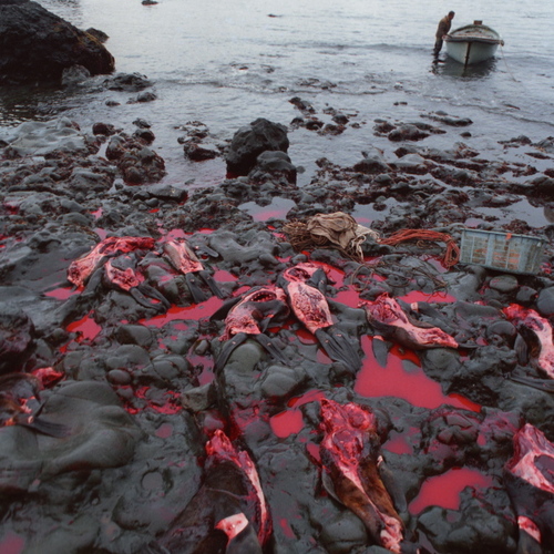 006  Забой морских котиков. / Забой морских котиков