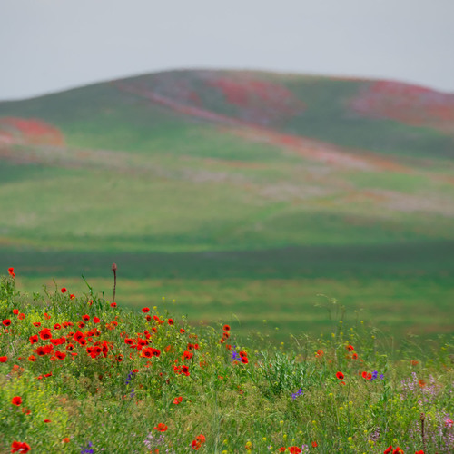 _DSC4469_2000 / Тюльпаны в степи. NikonD5