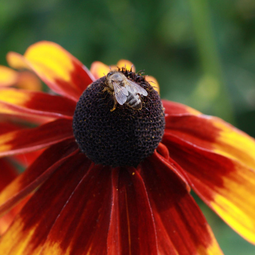 Пчела на цветке / Обыкновенное чудо