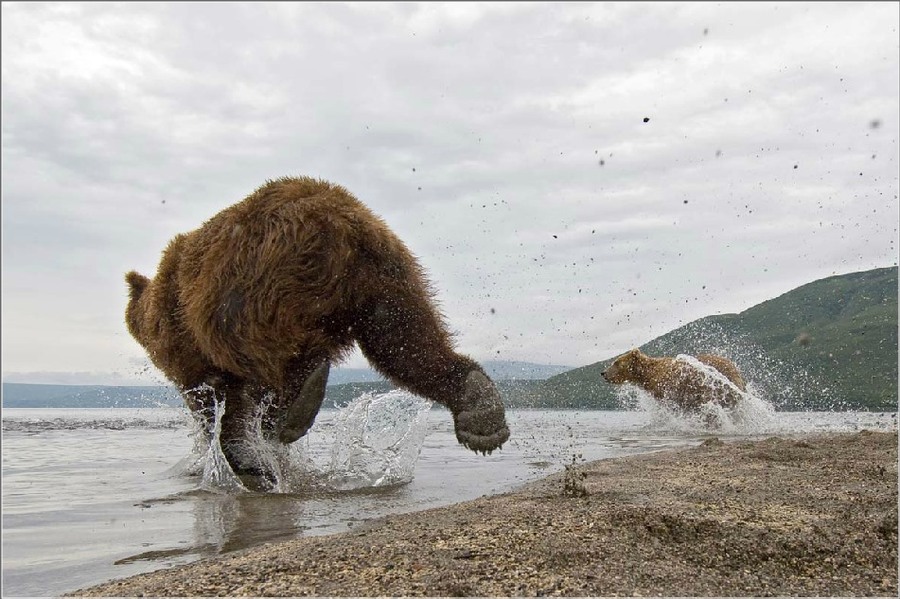 Фото бегущий медведь