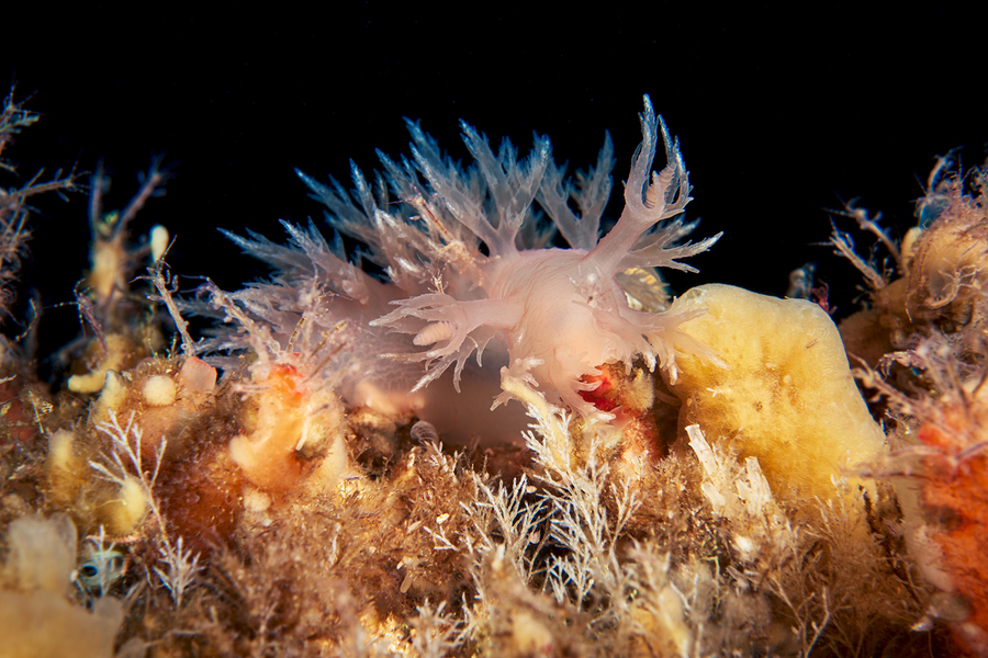 Александр Семенов. Белое море