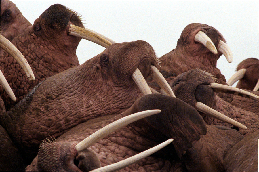 005  Лежбище моржей на Камчатке.