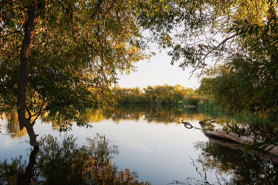 Осенним вечером на сельском пруду