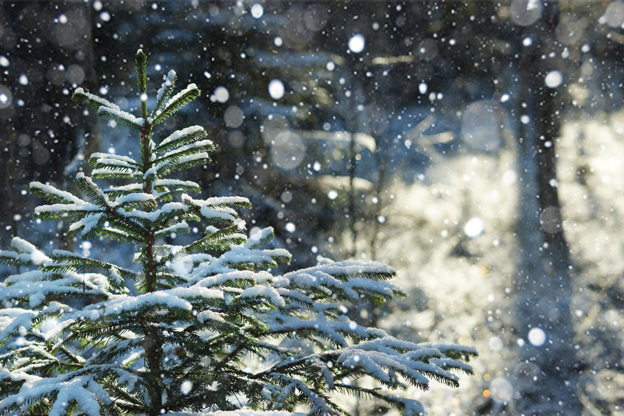A small Christmas tree covered with snow in the winter in the forest