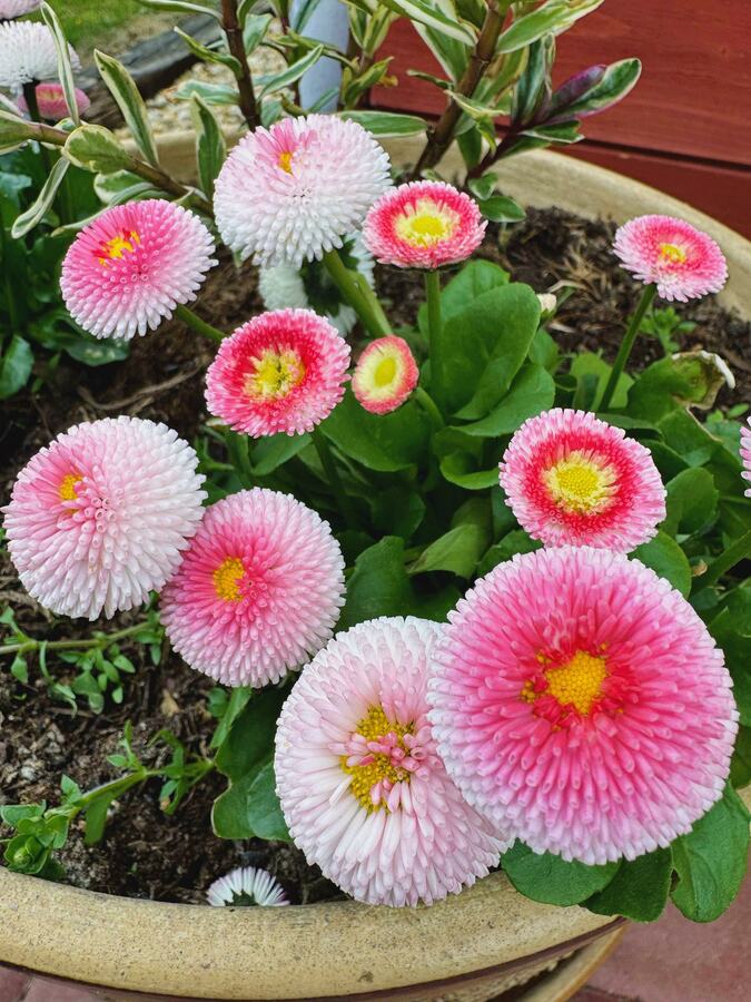 Первоцвет_18