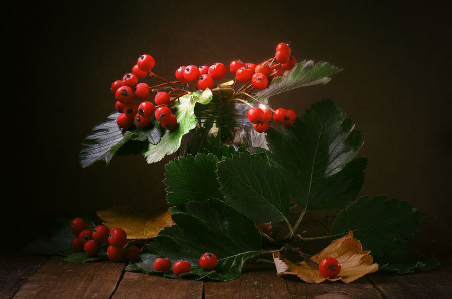 Bright red beautiful rowan berries on a dark background.