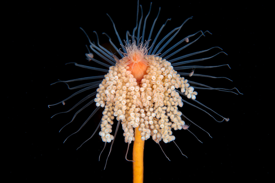 Александр Семенов. Белое море