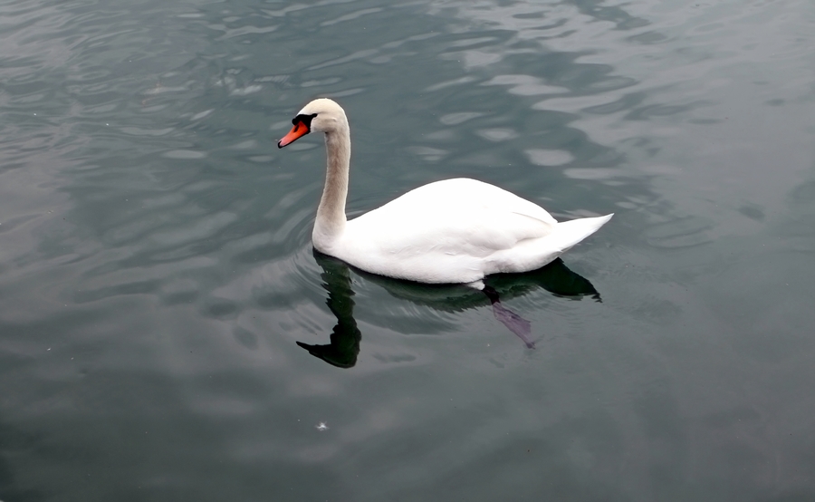 A lone white swan swims across the lake