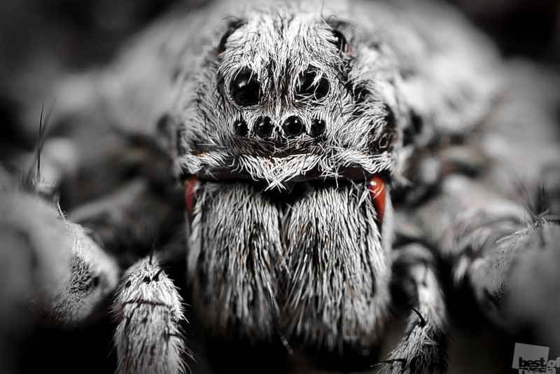 ПОРТРЕТ ПАУКА-ВОЛКА