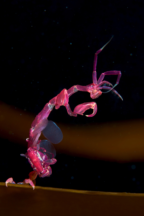 Александр Семенов. Белое море