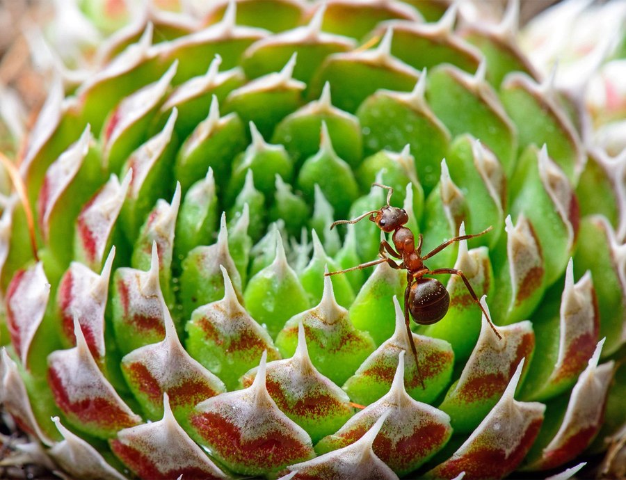 Рыжий лесной муравей в лабиринтах горноколосника, Прибайкалье