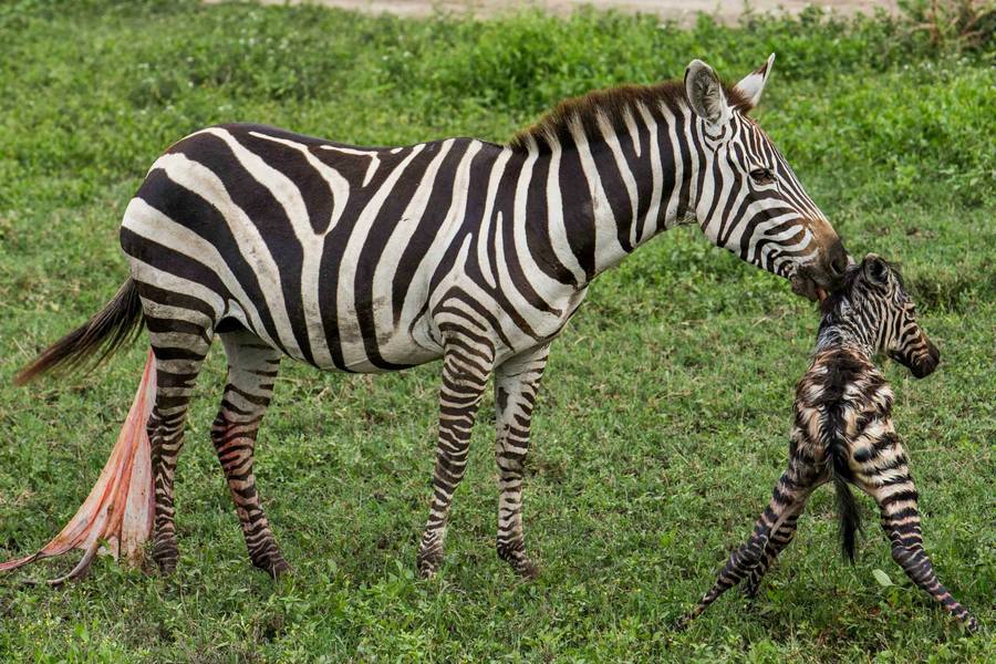 Какого цвета зебра на самом деле фото доказательство