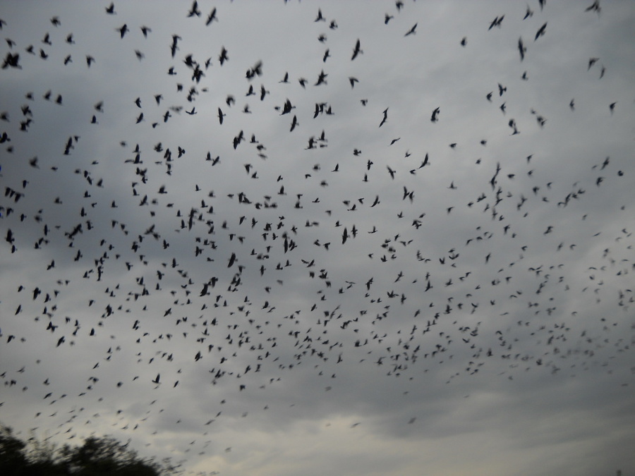 привольное 2009г 302