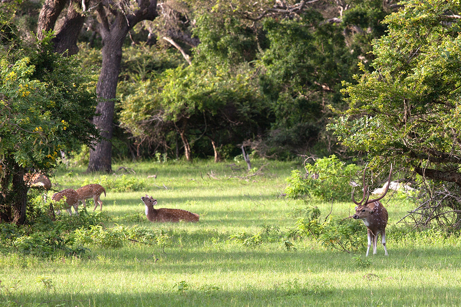 Spotted deer