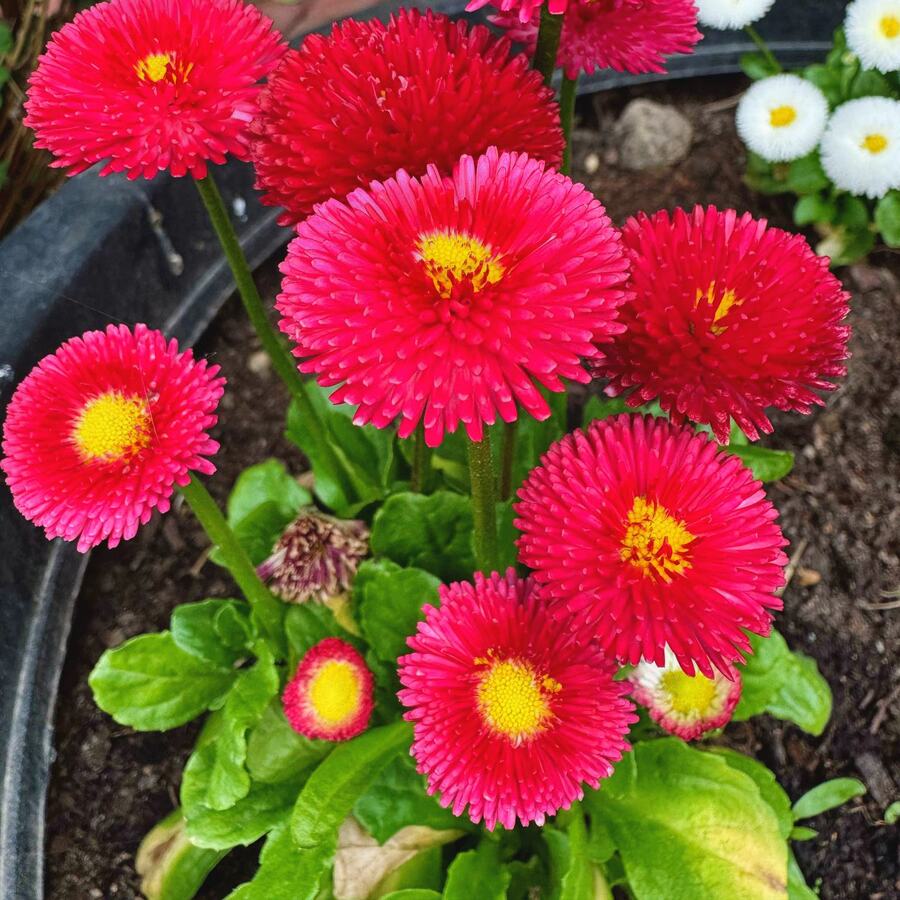 Первоцвет_17