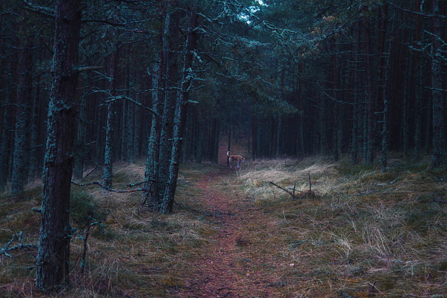 Александр Тутаев_Куршский лес