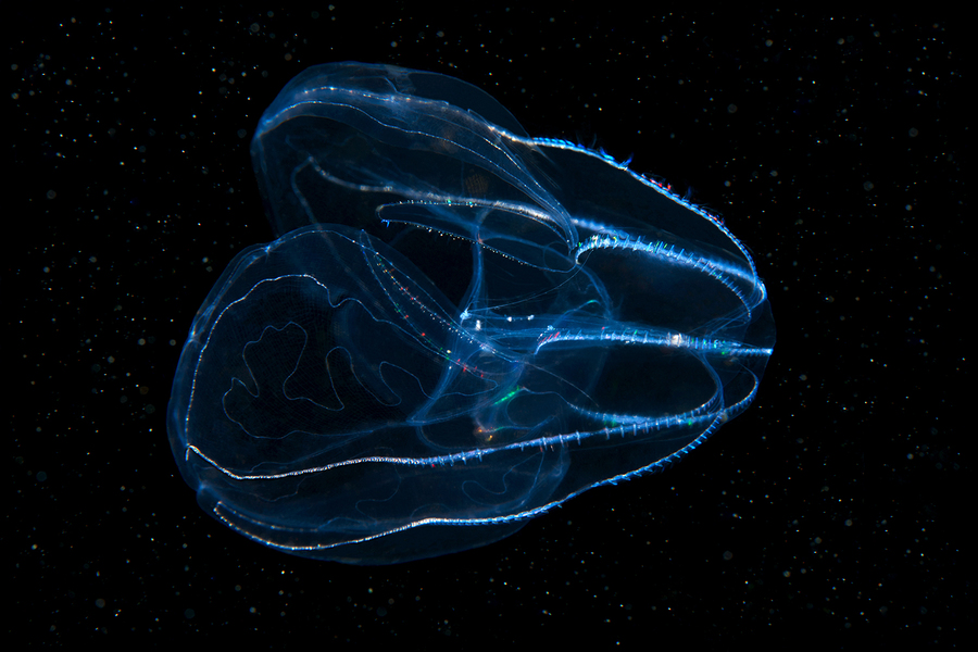 Александр Семенов. Белое море