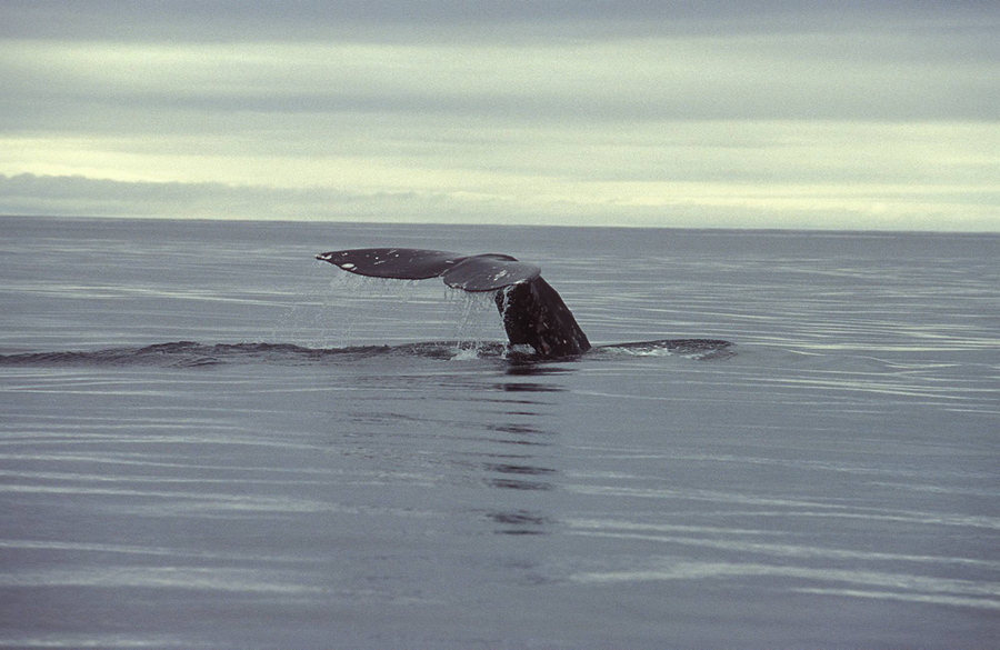 003 Серый кит в заливе Пильтун.