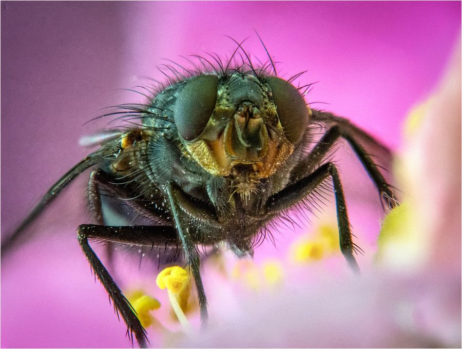 МУХпортрет