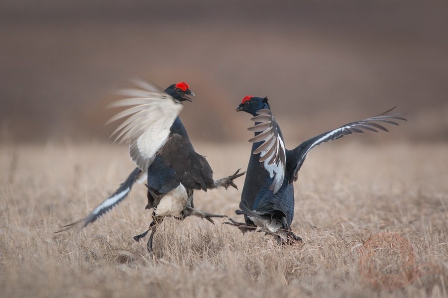 Вилюнов Дмитрий (5)
