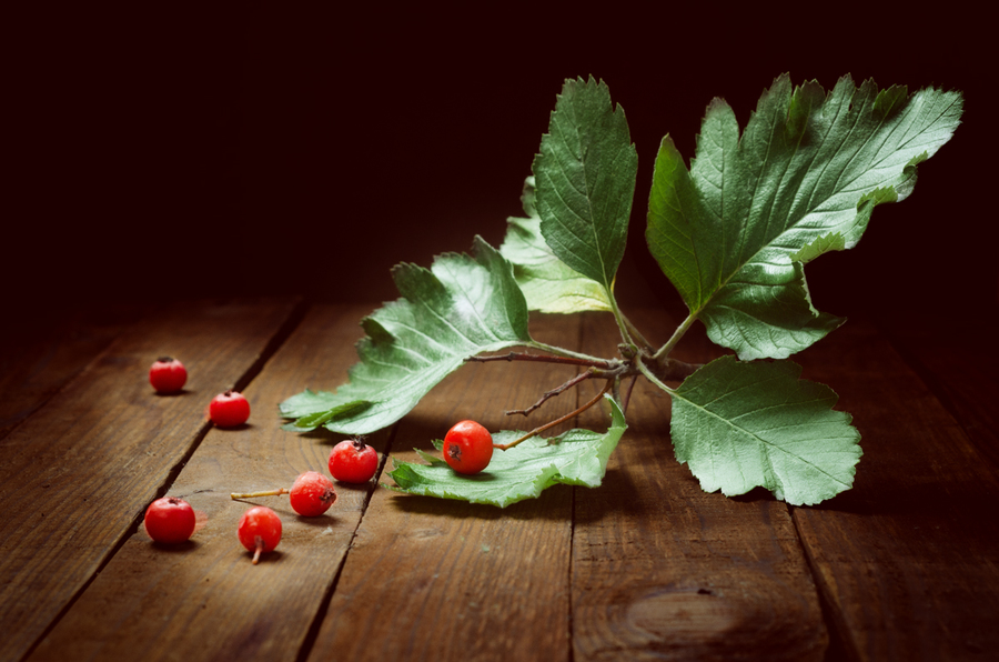 Bright red beautiful rowan berries on a dark background.