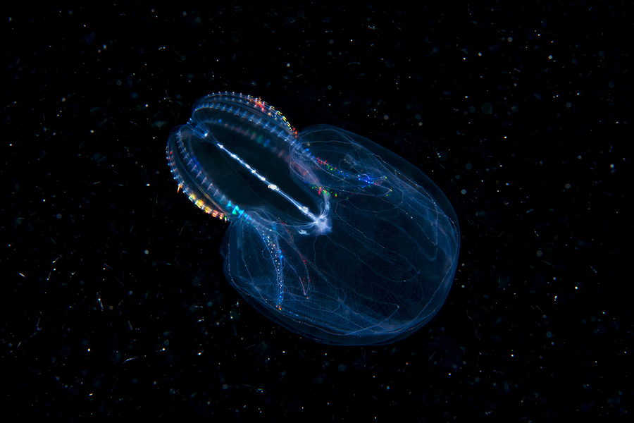 Александр Семенов. Белое море