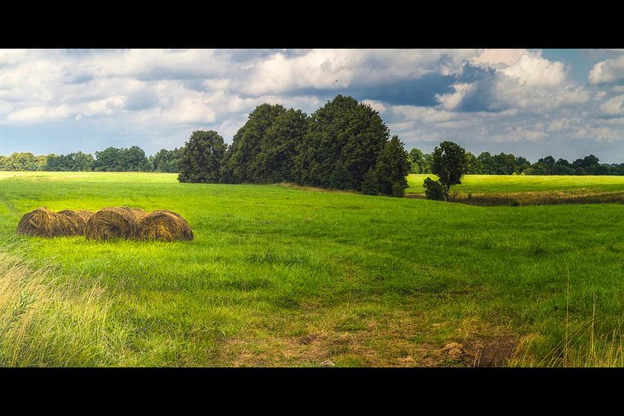 Александр Тутаев_Поля_с