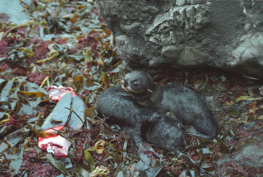 007  Забой морских котиков.