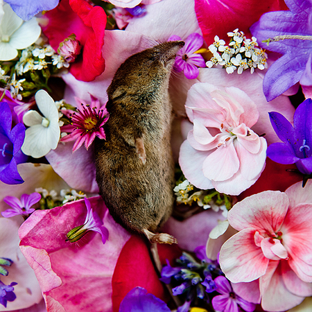 IMG_0603_-_копия_2_medium