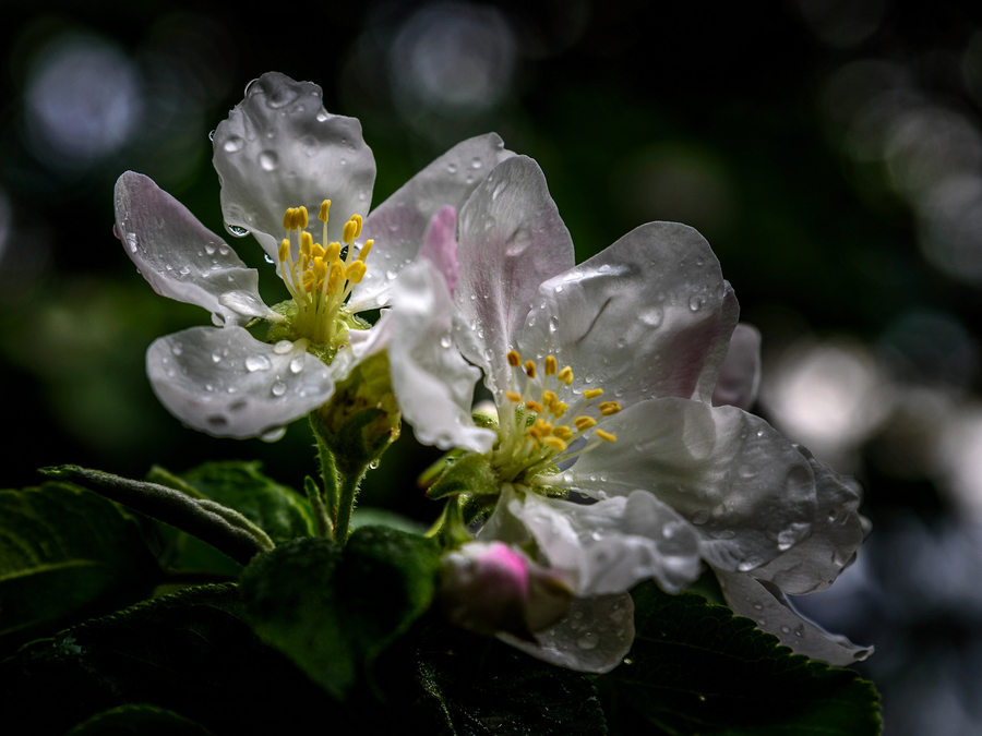 После дождя
After the rain