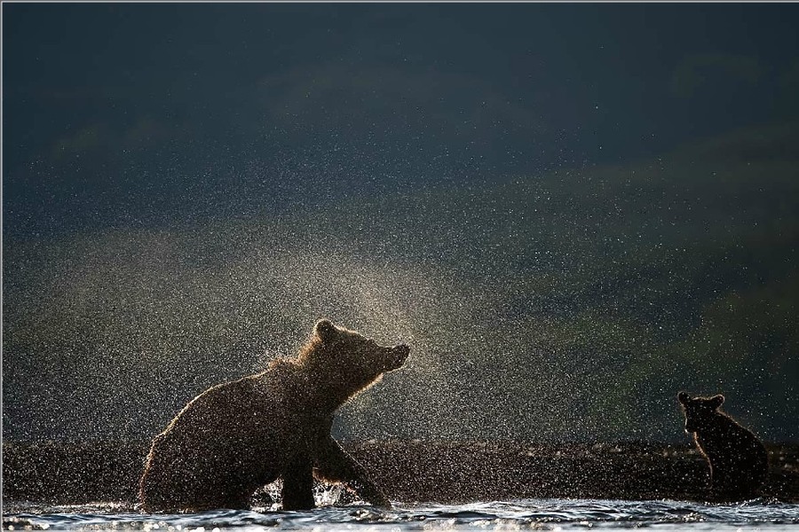 Звездная пыль в медвежьей жизни.