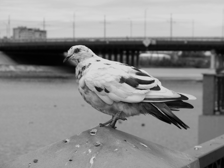 Мост и белый голубь