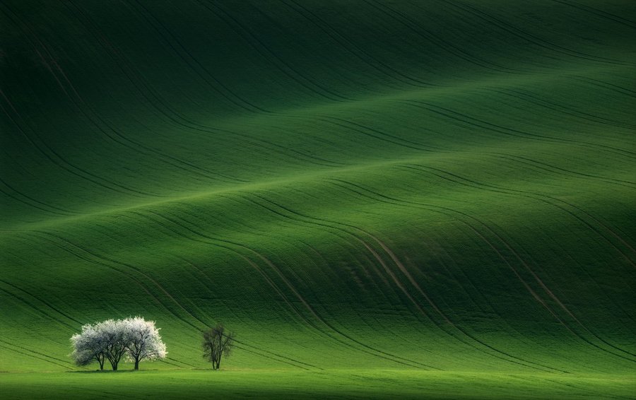 ..Ladies in White ...Владислав Соколовский