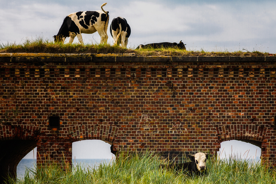 Александр Тутаев_Балтийские коровы