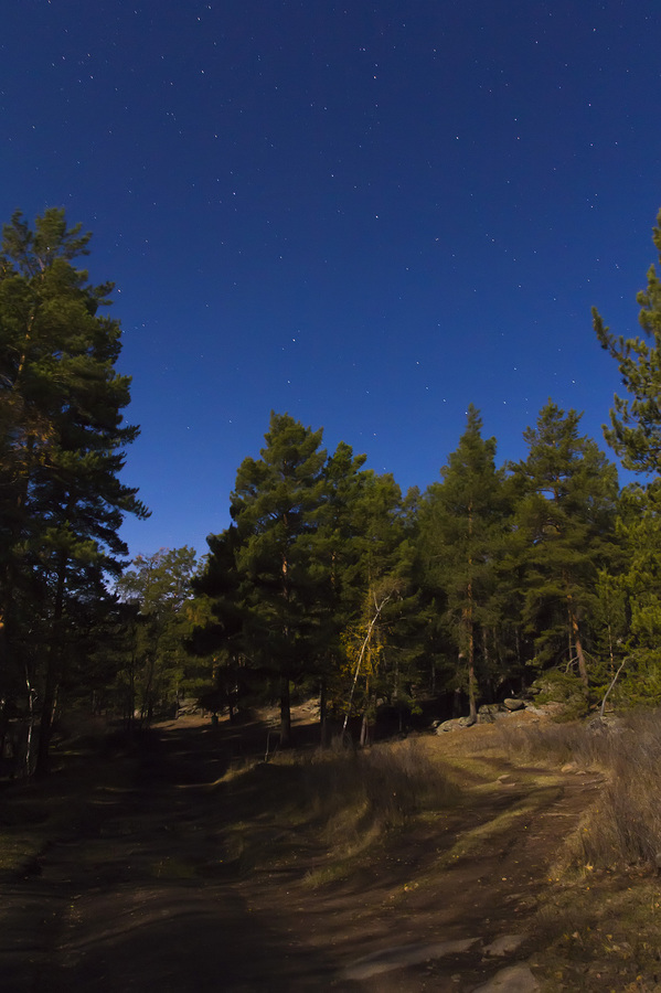 Лесная сказка