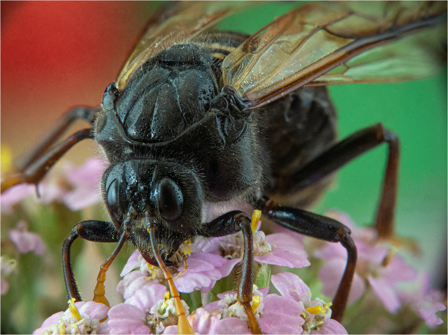 Большой берёзовый пилильщик..